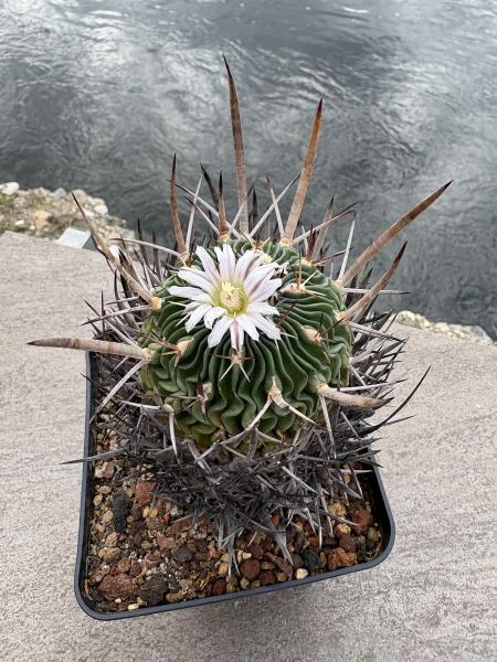 Stenocactus crispatus